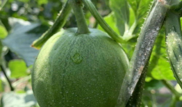 可以吃瓜娱乐圈,揭秘明星幕后故事